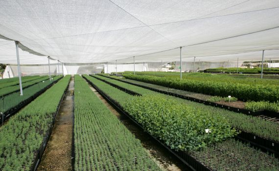 קק"ל נוטעת את המחר ומציינת ט"ו בשבט מלא תקווה