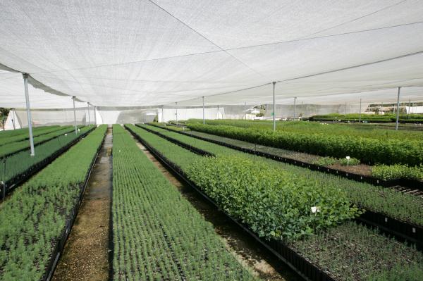 קק"ל נוטעת את המחר ומציינת ט"ו בשבט מלא תקווה