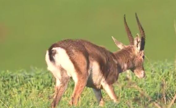 צילום מדהים: צבי בזריחה מנער את הגשם מגופו