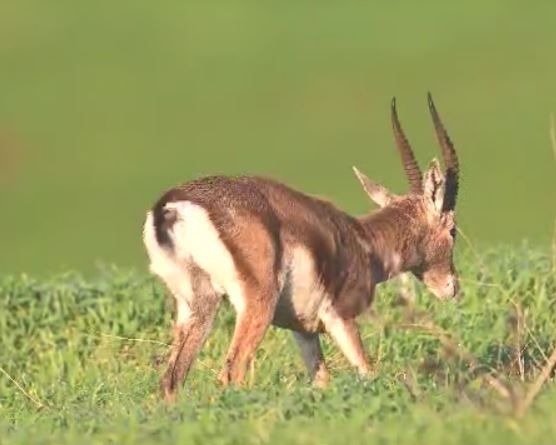 צילום מדהים: צבי בזריחה מנער את הגשם מגופו