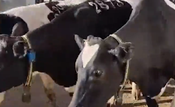 הטרור החקלאי: ערבים גנבו פרות בשווי מאות אלפי שקלים