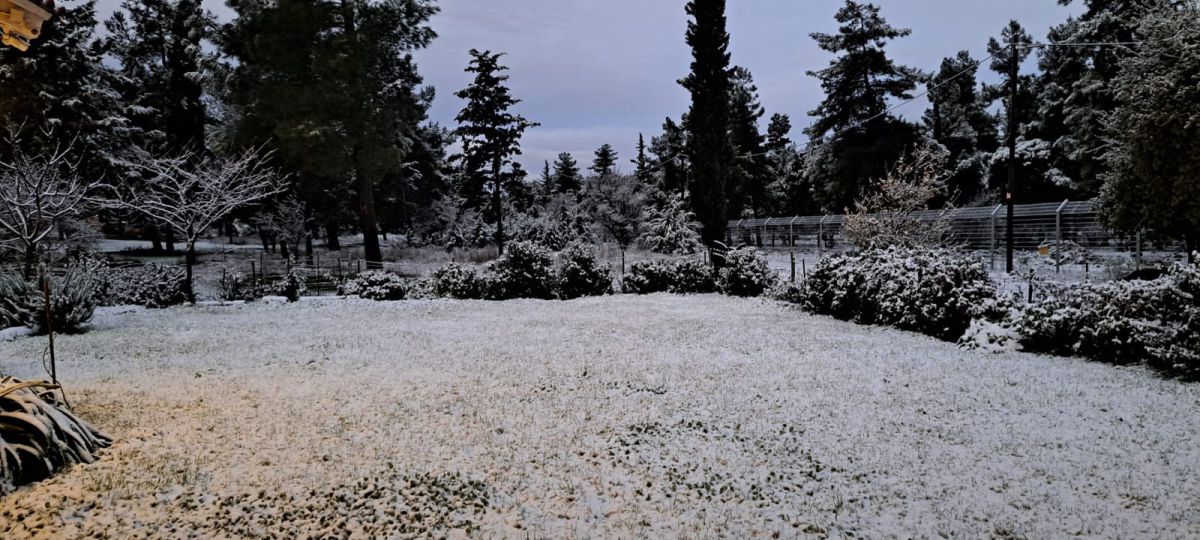 תיעוד מרהיב: צפון הגולן מכוסה בשכבה של שלג
