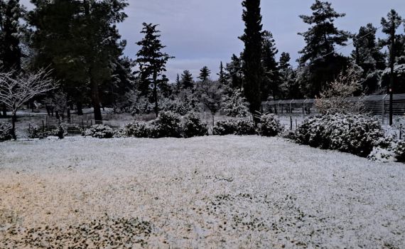 תיעוד מרהיב: צפון הגולן מכוסה בשכבה של שלג