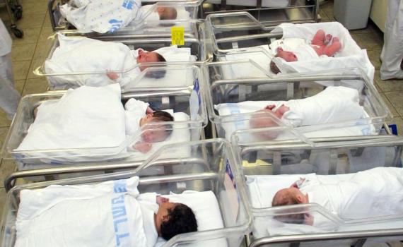 אלון, נטע תמר ורגב: שמות הצמחים של ילדי 2023