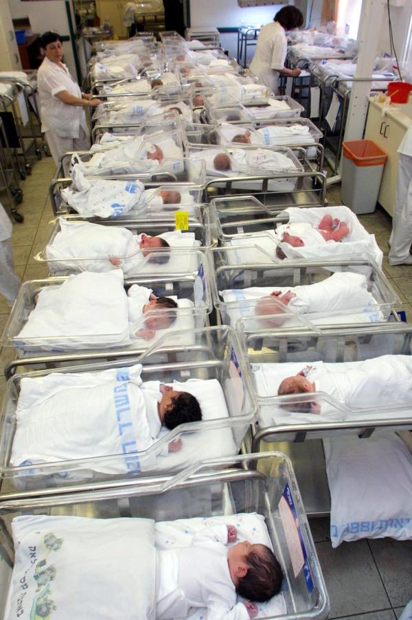 אלון, נטע תמר ורגב: שמות הצמחים של ילדי 2023