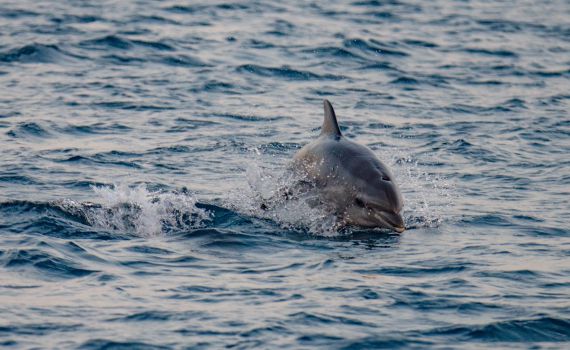 מחזה נדיר: להקת דולפינים נצפתה בחופי ישראל