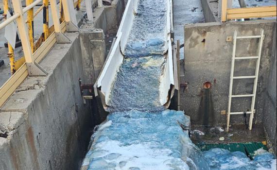 המורדים החוטים: מאות מדוזות פשטו על תחנת הכח בזיקים