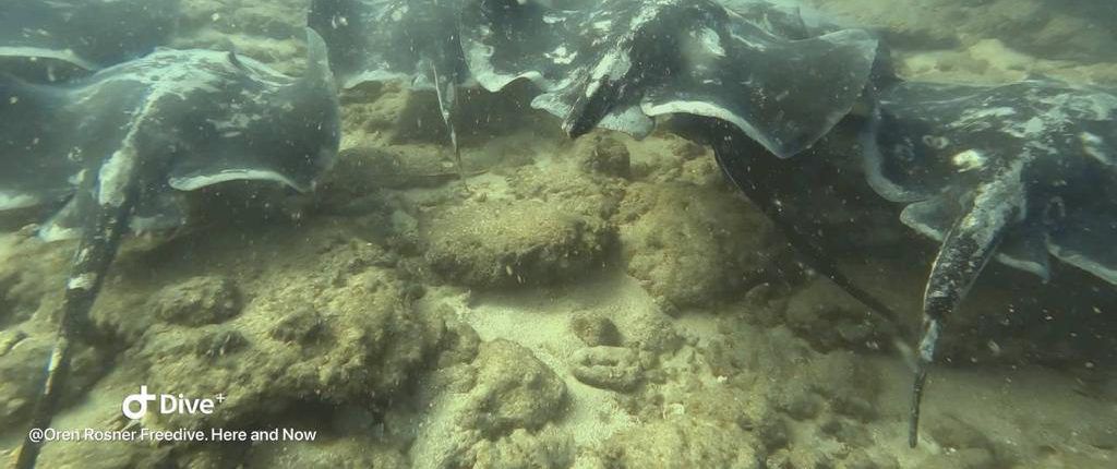 האריכו את תקופת הרבייה: להקת מחבטנים נצפתה בימה של חיפה