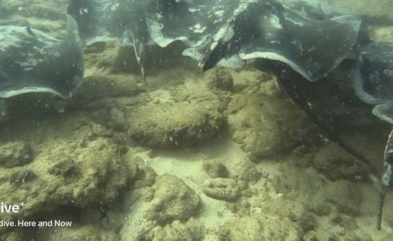 האריכו את תקופת הרבייה: להקת מחבטנים נצפתה בימה של חיפה