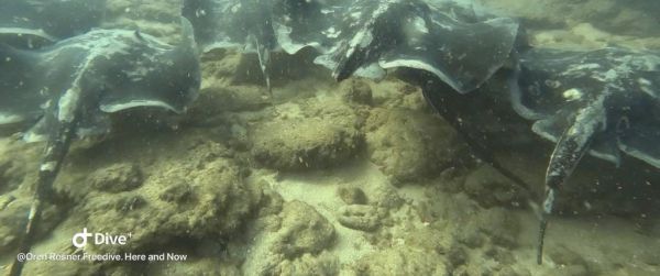 האריכו את תקופת הרבייה: להקת מחבטנים נצפתה בימה של חיפה