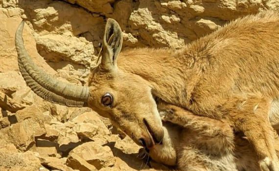 תיעוד מדהים: יעל הותקף על ידי קרקל וניצל. צפו