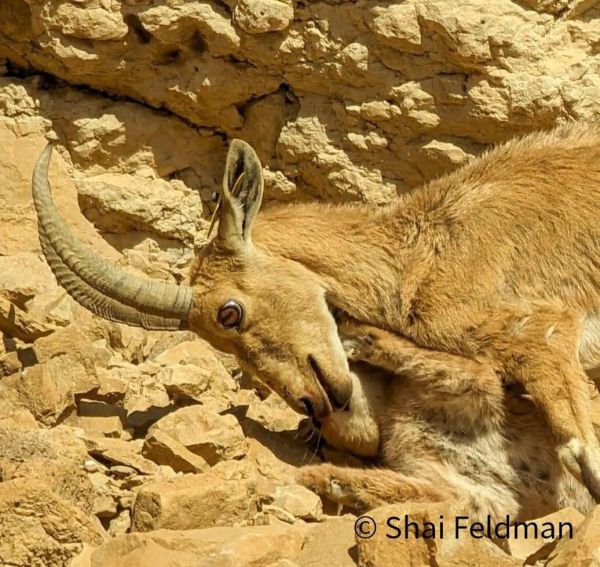 תיעוד מדהים: יעל הותקף על ידי קרקל וניצל. צפו