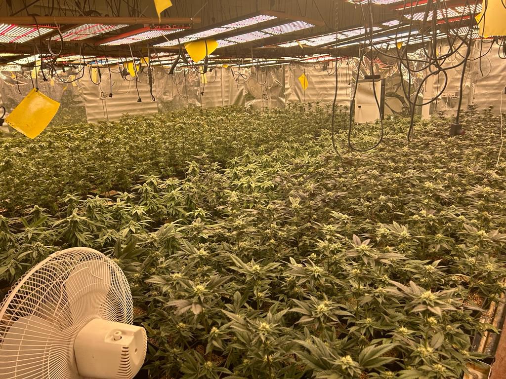 פשיטת ענק: המשטרה איתרה אלפי שתילי מריחאונה בראשל"צ