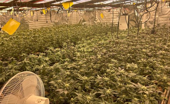 פשיטת ענק: המשטרה איתרה אלפי שתילי מריחאונה בראשל"צ