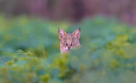 הנסיך בביצה: החתול הנדיר קפץ לביקור בעמק החולה