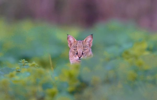 הנסיך בביצה: החתול הנדיר קפץ לביקור בעמק החולה