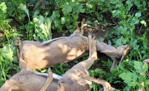 ללא רחמים: 7 צבאים הורעלו באזור עוטף עזה