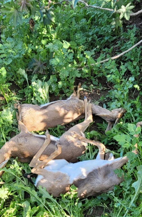 ללא רחמים: 7 צבאים הורעלו באזור עוטף עזה