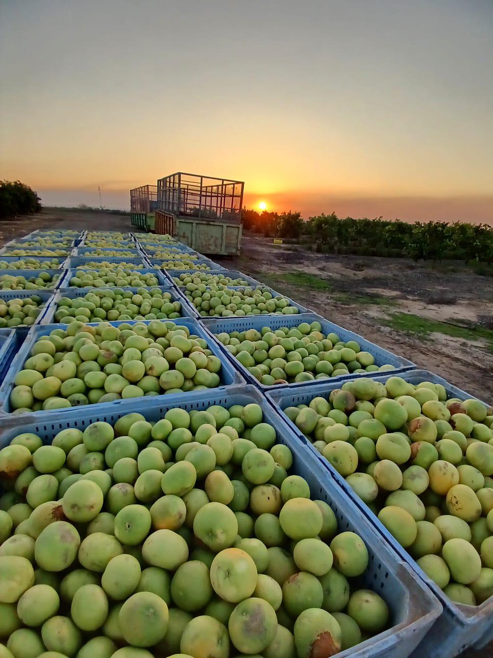 חקלאי העוטף: "עושים הכל להמשיך להפריח את הארץ"