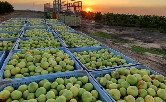 חקלאי העוטף: "עושים הכל להמשיך להפריח את הארץ"
