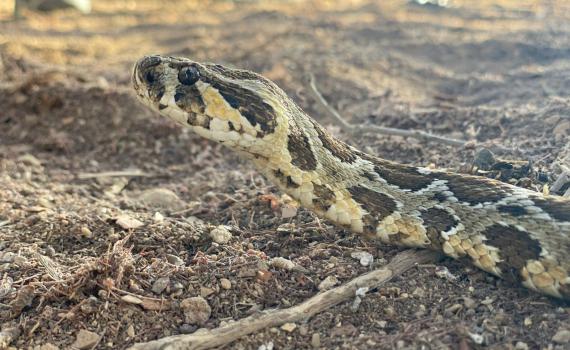כך תזהו נחש ארסי ותגיבו נכון במקרה של מפגש בחצר