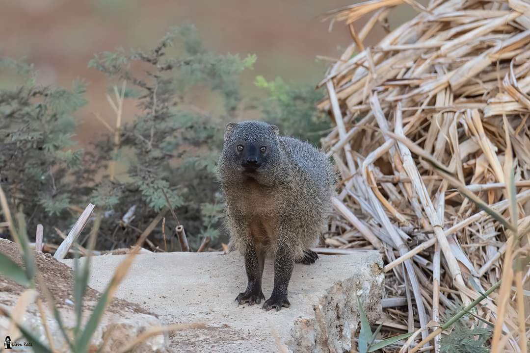 לאחר מאבק הירואי: הנמיה לכדה את נחש הצפע לארוחת הבוקר