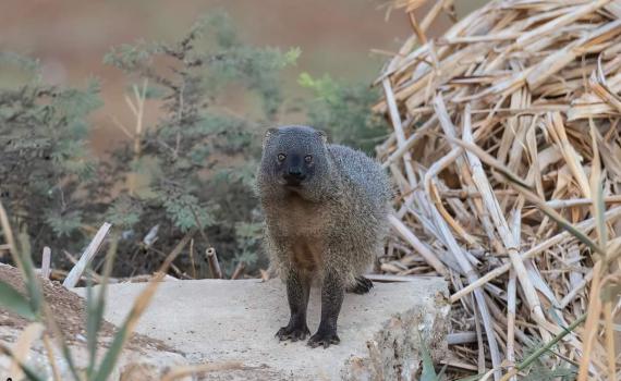 לאחר מאבק הירואי: הנמיה לכדה את נחש הצפע לארוחת הבוקר
