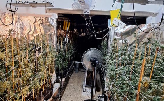 441 שתילי קנאביס נמצאו בדירה בקריית מוצקין