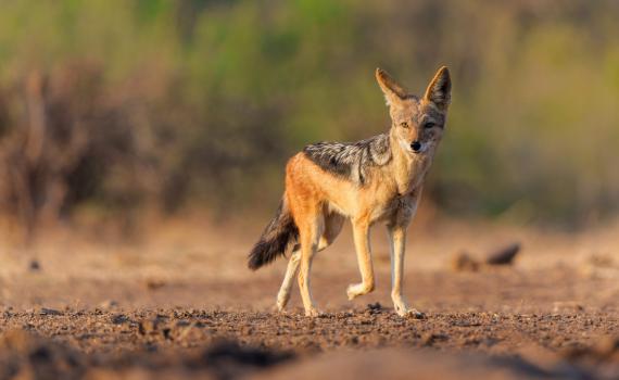 משרד הבריאות מזהיר: "מי שבא במגע – לפנות בדחיפות לבדיקה"
