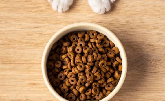 ככה תבחרו את האוכל שהכי מתאים לכלב שלכם