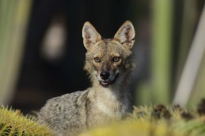 "כל מי שהיה במגע - לפנות בדחיפות": אירוע כלבת נוסף בצפון