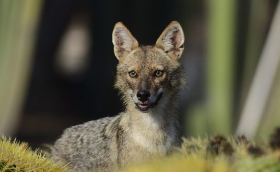 משרד הבריאות: תן נגוע בכלבת נמצא במושב רמת צבי