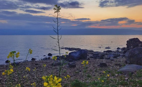 לפני ההפוגה: מפלס הכנרת בעוד זינוק מרשים