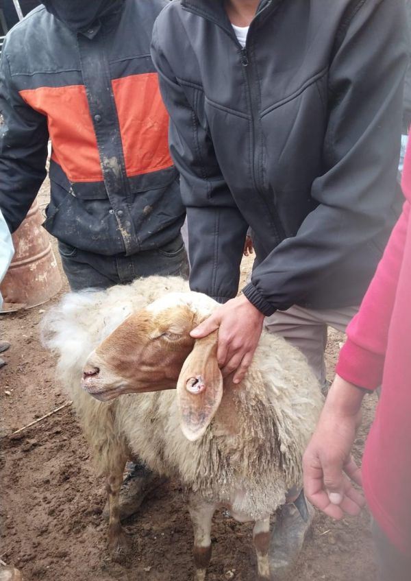 כבשים נגנבו מחווה בבקעה; ואותרו במאהל בדואי שכן