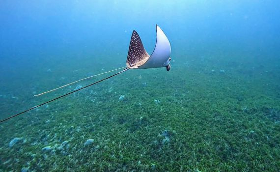 הישראלי המכוער: עטלף הים נלכד בחוט הדיג