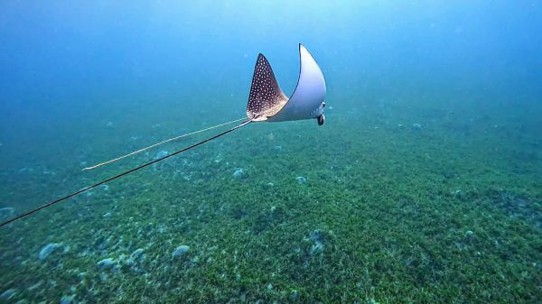 הישראלי המכוער: עטלף הים נלכד בחוט הדיג