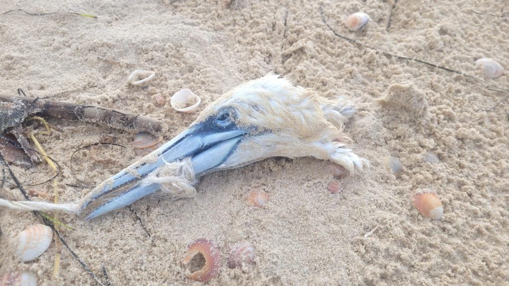 סוף עצוב: זוג ציפורים מתו עקב פסולת בחוף