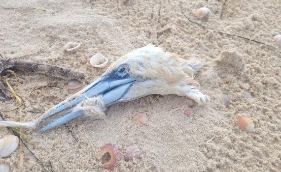 סוף עצוב: זוג ציפורים מתו עקב פסולת בחוף