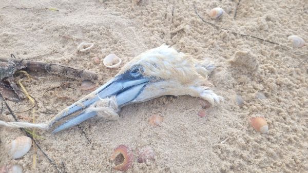 סוף עצוב: זוג ציפורים מתו עקב פסולת בחוף