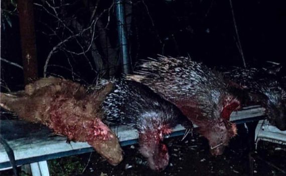 הגיע הזמן: 27 חודשי מאסר לערבי ששיסה את כלביו בדורבנים