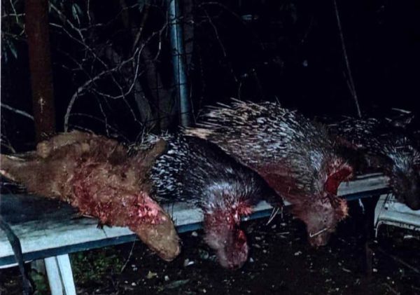 הגיע הזמן: 27 חודשי מאסר לערבי ששיסה את כלביו בדורבנים