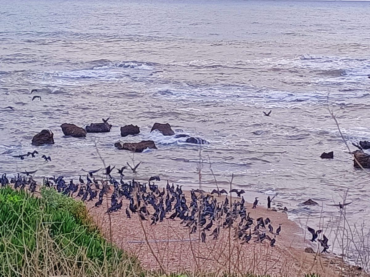 הליכה לקיסריה: עשרות קורמורנים התקבצו בין שאוני הגלים
