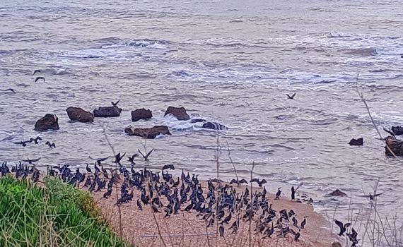 הליכה לקיסריה: עשרות קורמורנים התקבצו בין שאוני הגלים
