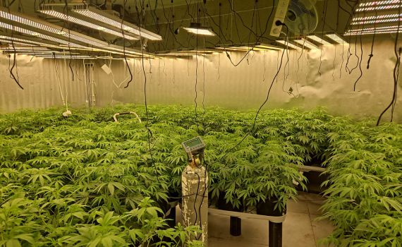 בתוך דירת מגורים: בחיפה נחשפה מעבדת ענק של קנאביס