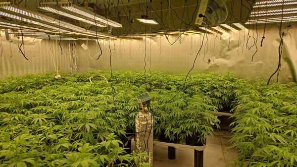 בתוך דירת מגורים: בחיפה נחשפה מעבדת ענק של קנאביס