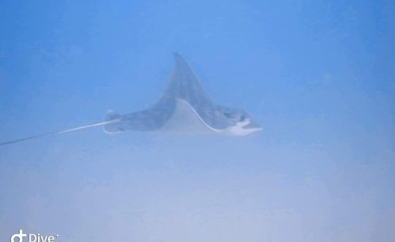 הישג לישראל: שלושה זני כרישים הוכרזו כמין מוגן