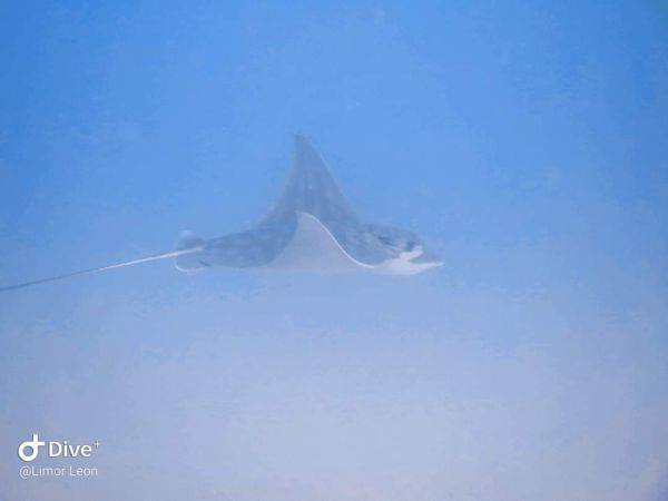 הישג לישראל: שלושה זני כרישים הוכרזו כמין מוגן