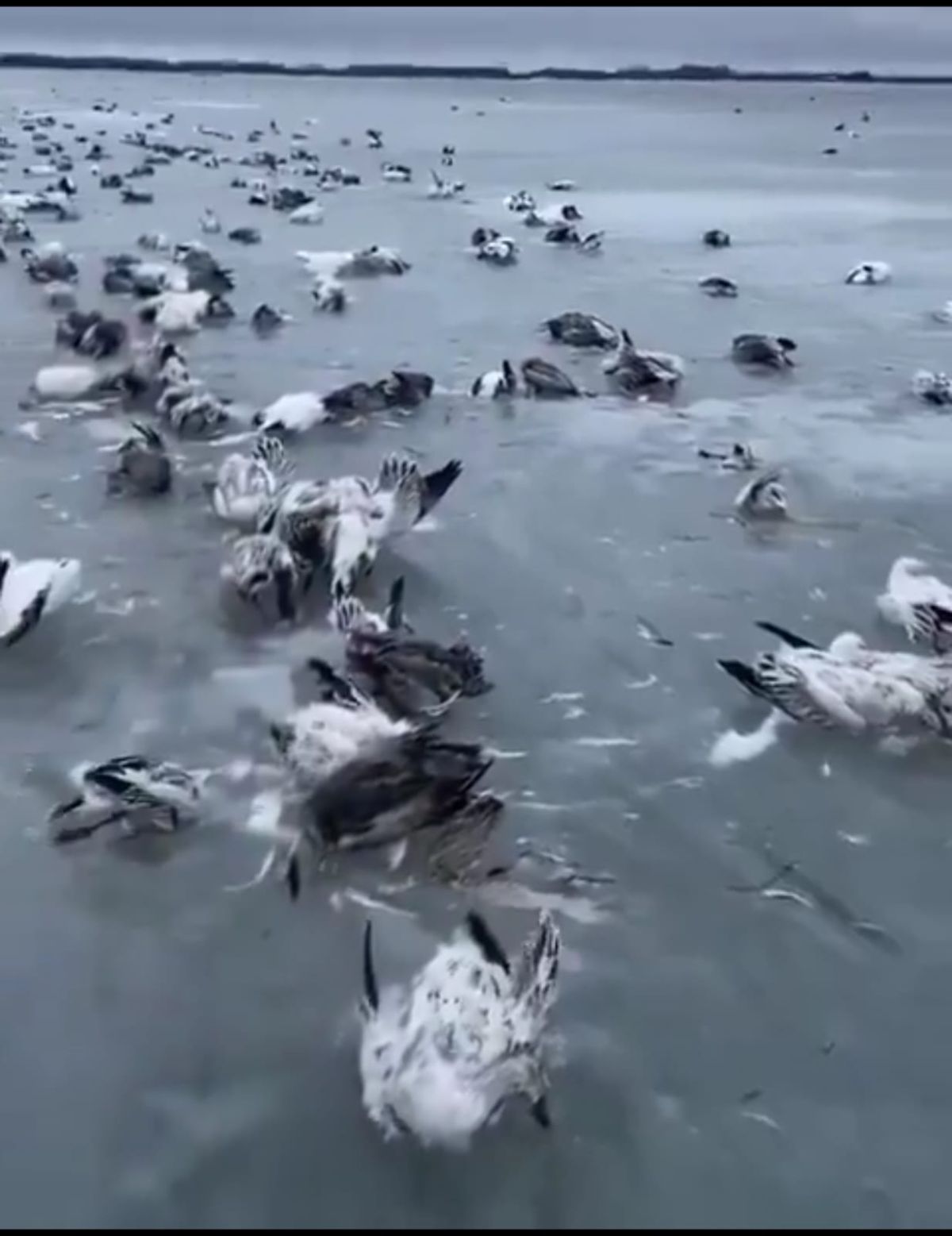 שיא קור נשבר בסין: ציפורים קפאו בתוך האגם