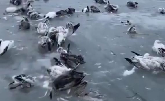 שיא קור נשבר בסין: ציפורים קפאו בתוך האגם