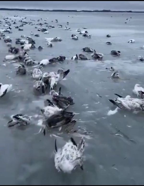 שיא קור נשבר בסין: ציפורים קפאו בתוך האגם